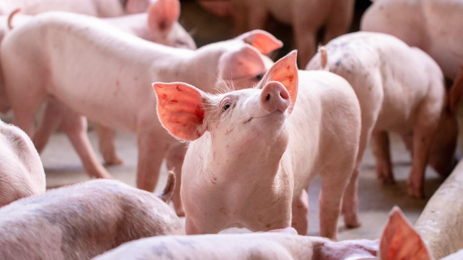 Is A Vegan World Even Possible?