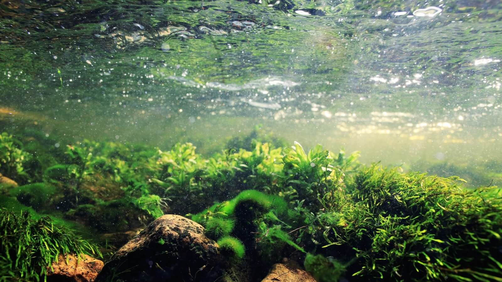 Algae in the ocean