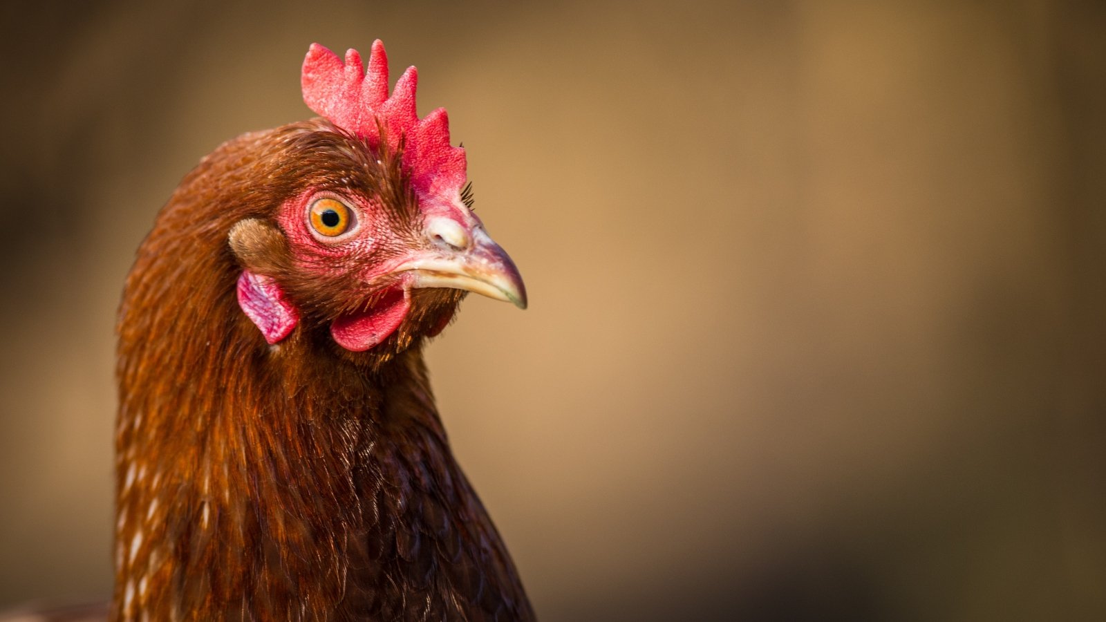 A chicken