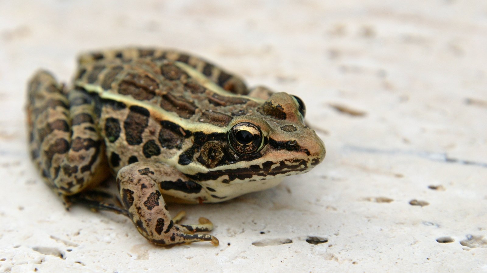Golden brown Southern Leopard Frog sunning itself in summer near the pond