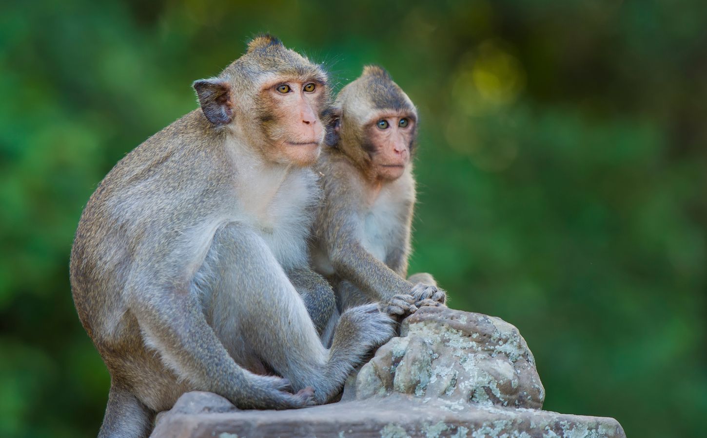 Two monkeys sitting on a tree stump