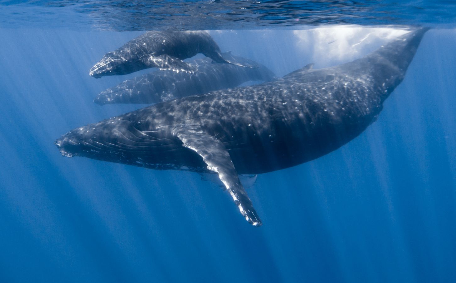 A whale with their baby in the sea