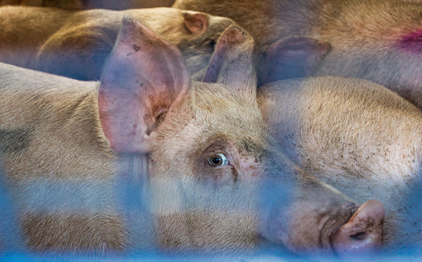 A pig on a live transport van looking at the camera