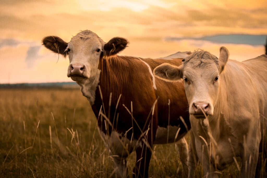 Cows on a field in a farm